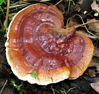 Ganoderma lucidum